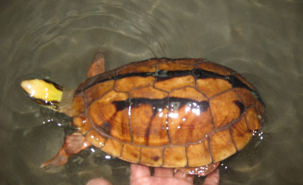 黄头象龟)菱斑龟(钻纹龟)齿缘摄龟安布闭壳龟黑山龟长颈龟猪鼻龟(两爪