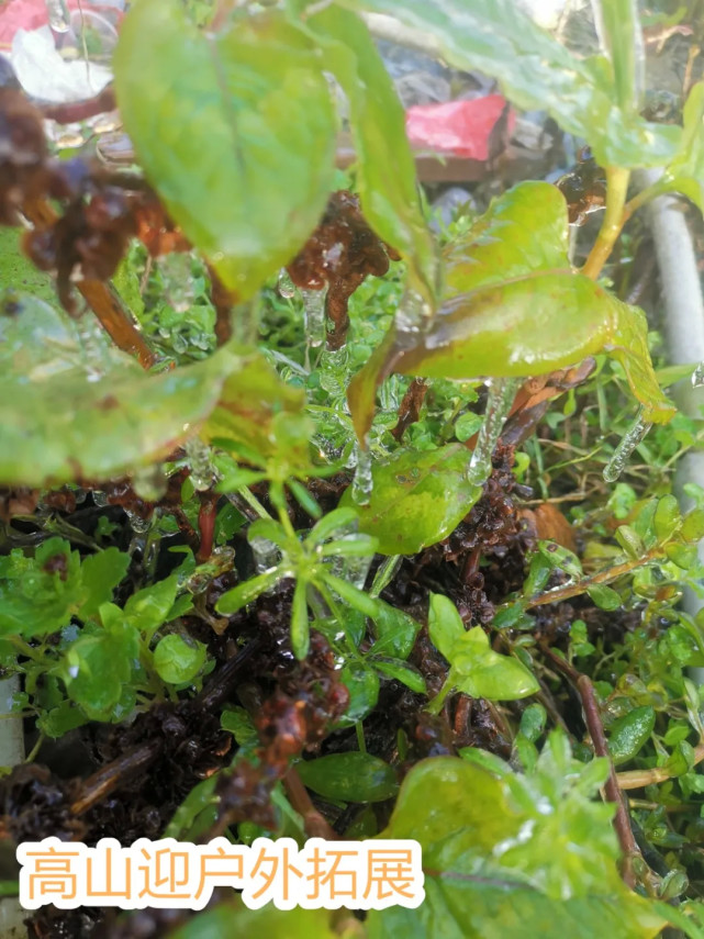 Ԫ������ȥ���棿��ͬ����Ӫ���һ���������ŵı���ѩ��