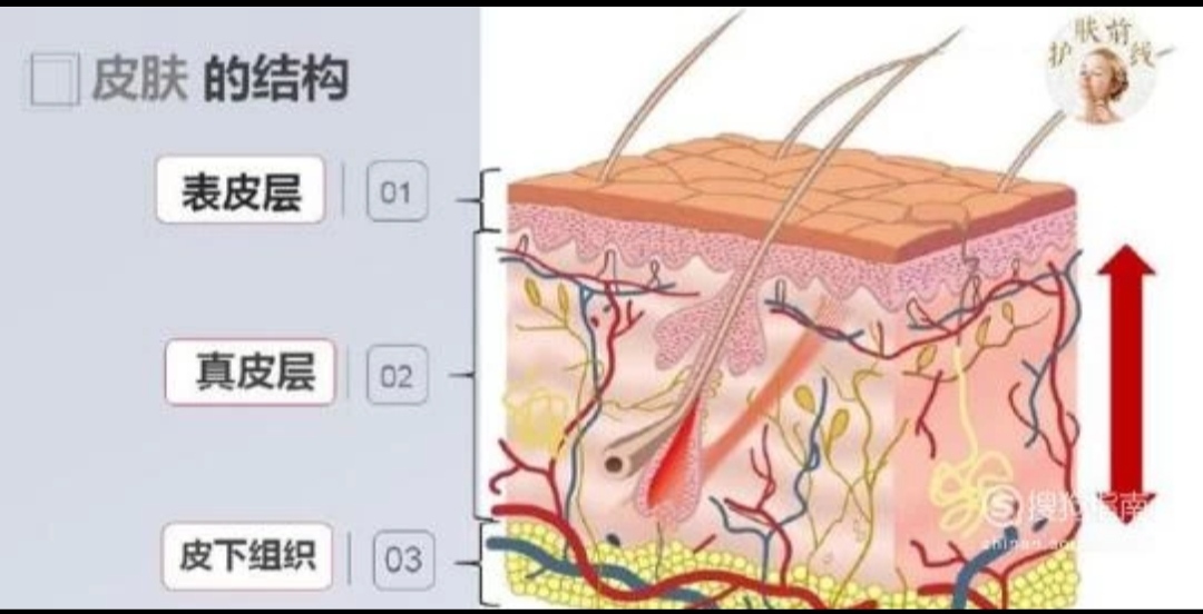 皮肤的基本结构！-第1张图片-农百科