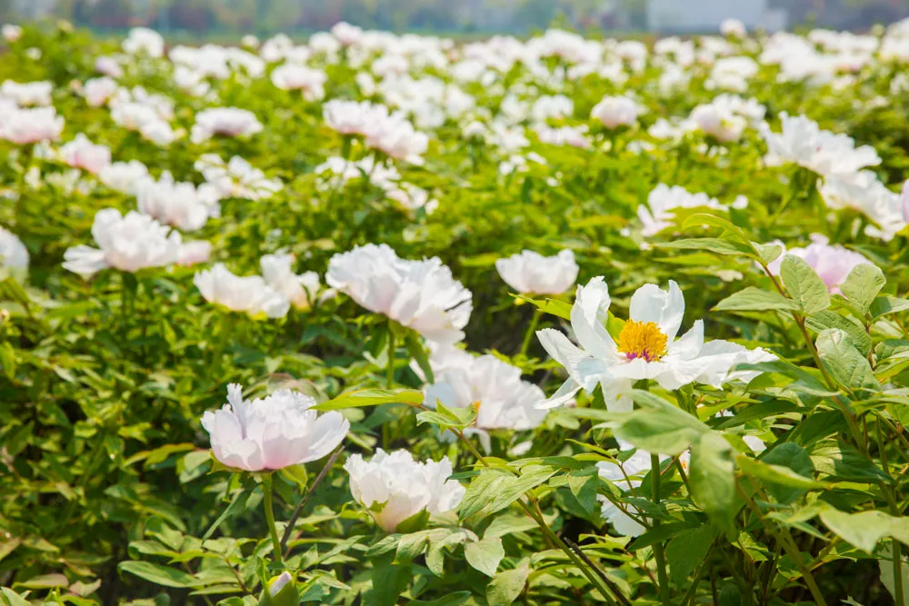 牡丹花开正当时，邀你一起来亳州赏花