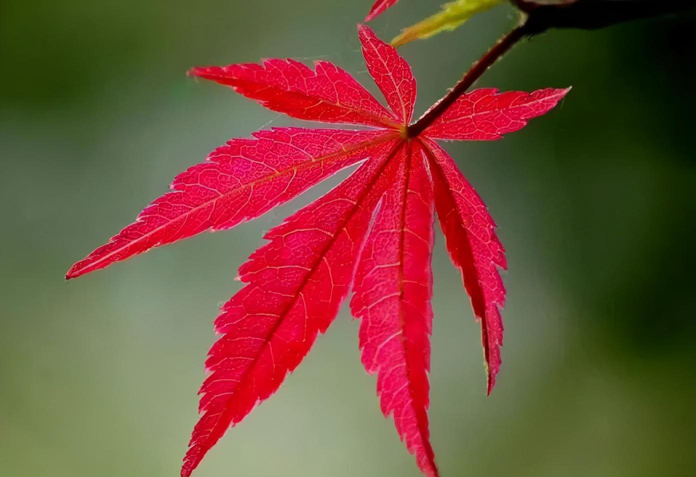 日本紅楓、美國紅楓、中國紅楓這樣區(qū)分，不再臉盲