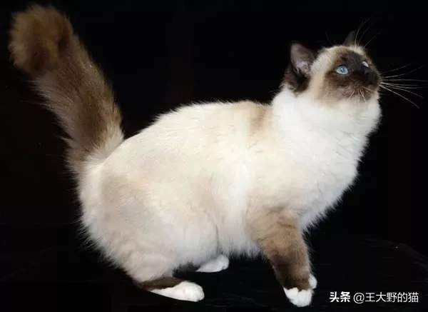 想養大體型的貓咪，這8個品種的貓不能錯過，快看看你知道幾個？