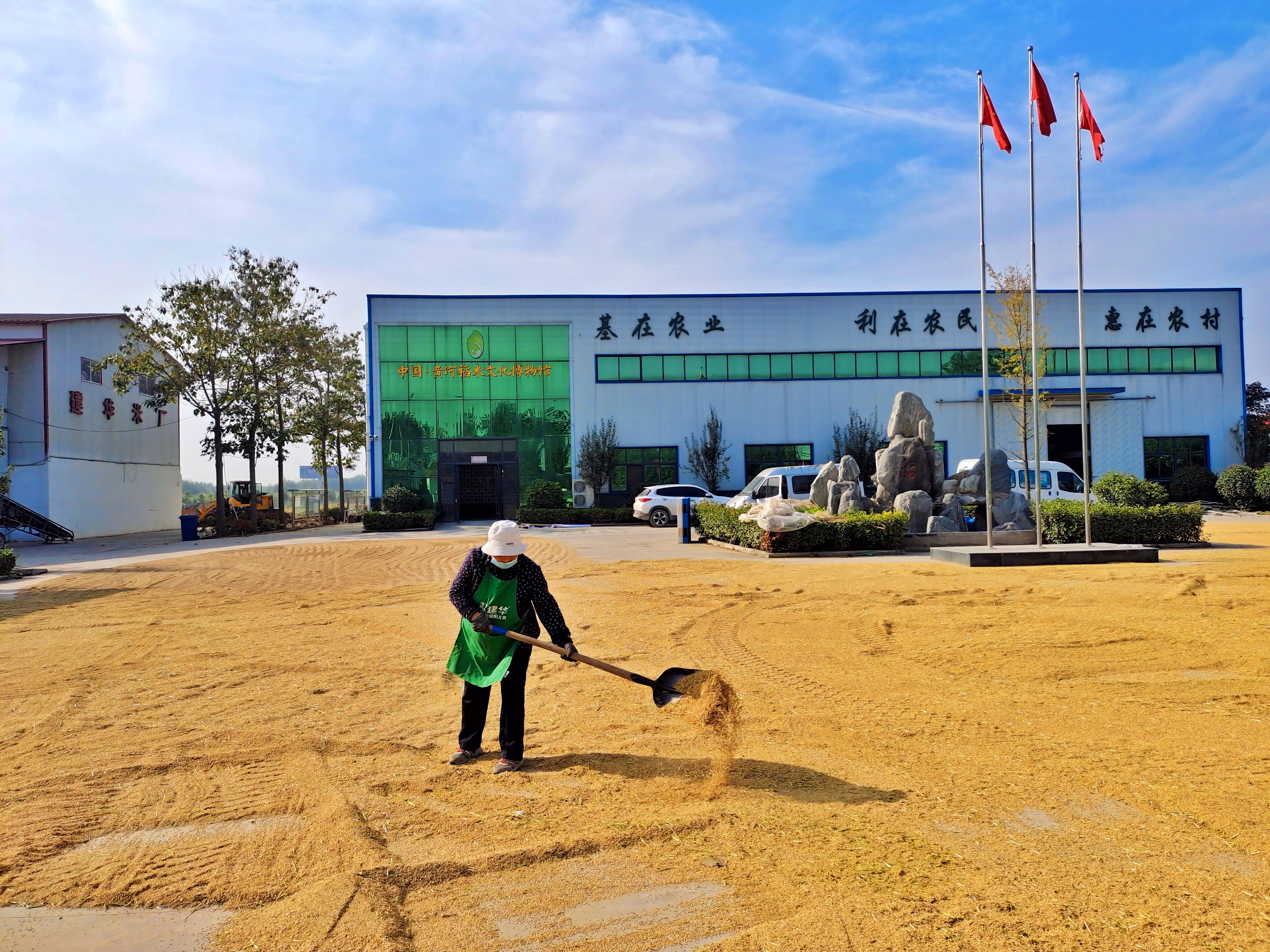 稻花飘香|【段双奇摄影作品】深秋时节看稻花飘香