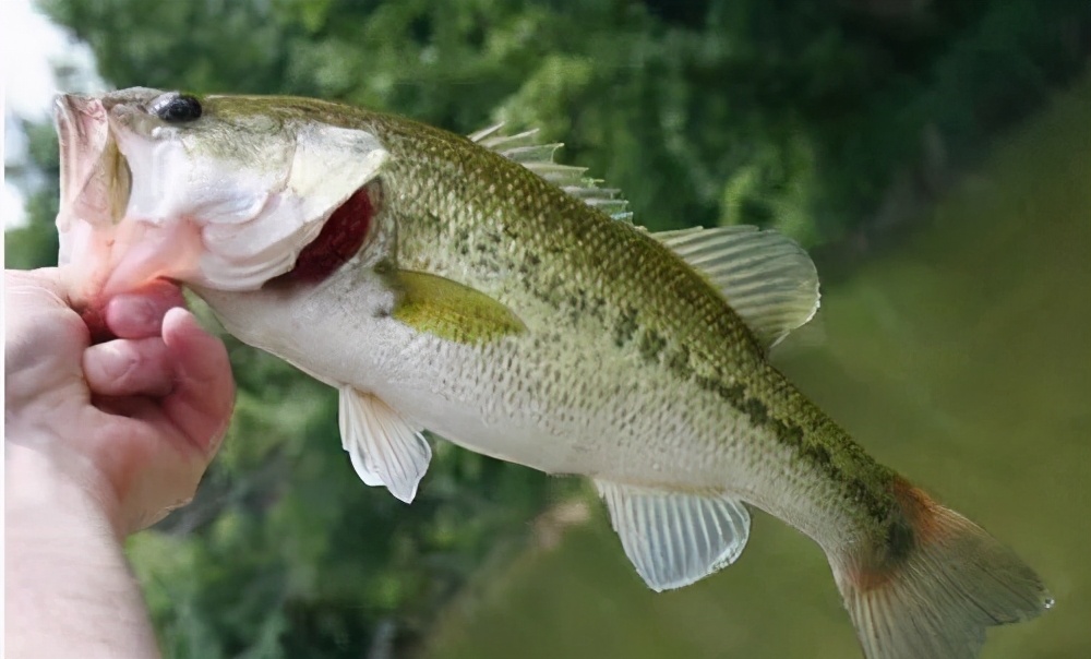在谈加州鲈诺卡氏菌病_食肉鱼类_西南渔业网 水花鱼 水产养殖专业网 
