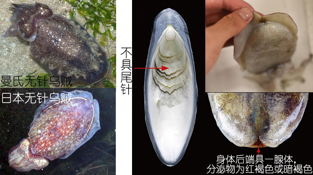 明了海鮮｜烏賊、墨魚(yú)、魷魚(yú)、章魚(yú)都有什么不同（中）