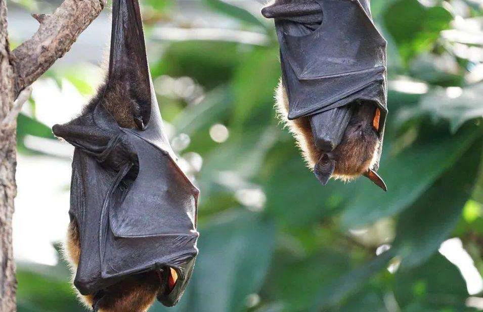 研究蝙蝠冠状病毒的重要机构，因与我国有合作