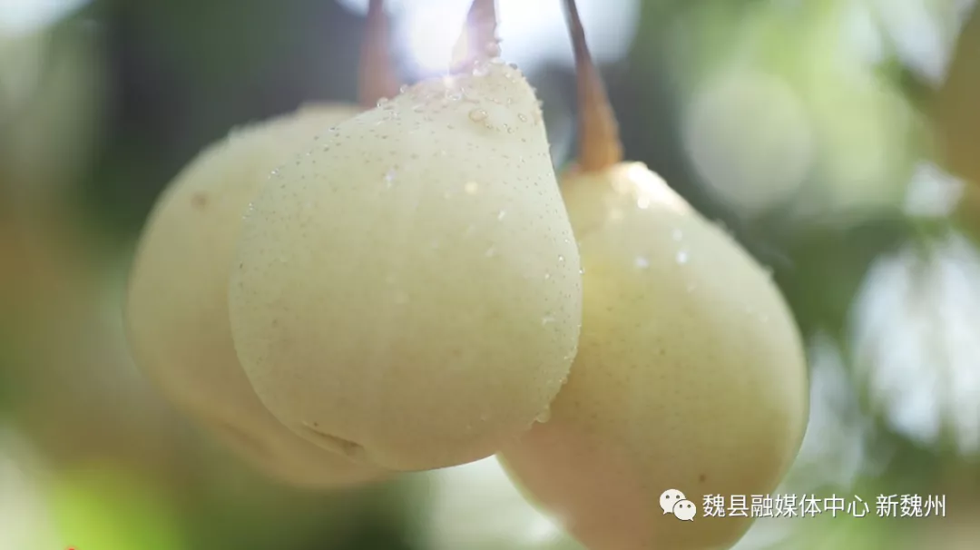邯鄲魏縣：超美！鴨梨熟了