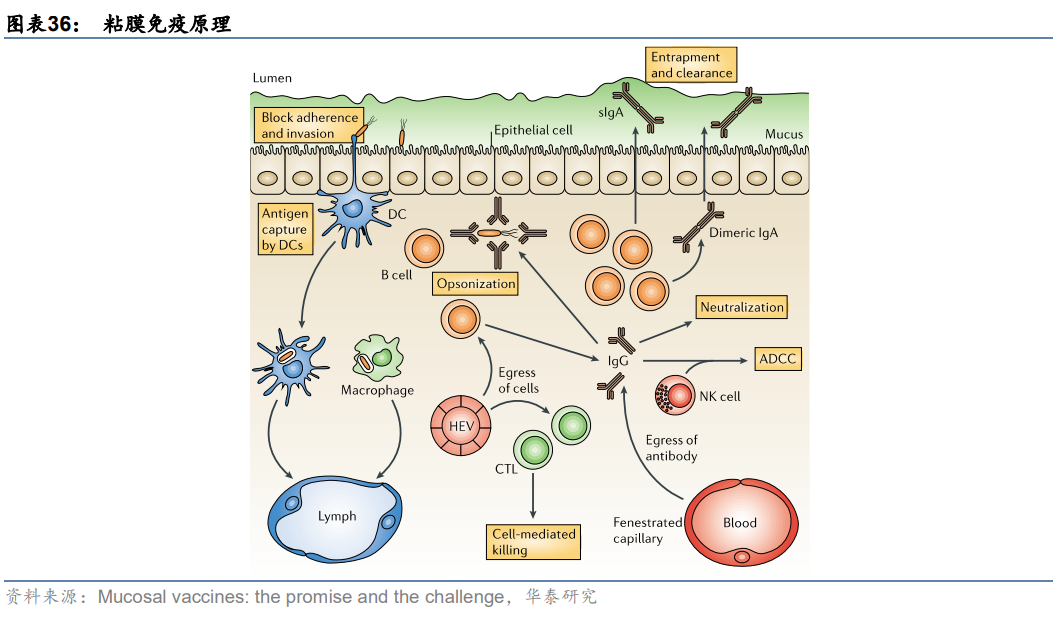 新冠疫苗产业分析：从应接尽接到理想免疫