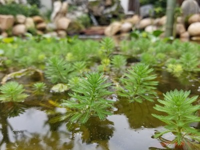 小龙虾植物性饲料水草的种类及栽培技术