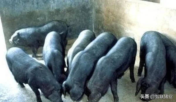 生猪刚跌到10元，又反弹了！网友：还能吃到平价