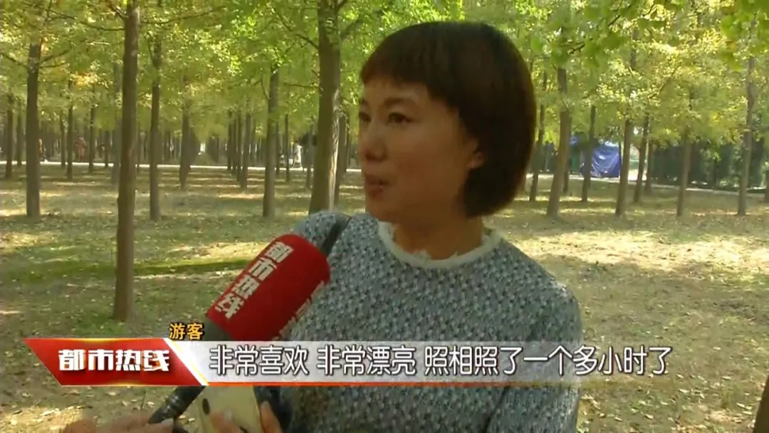 张张大片!西安周边这个银杏林秋景绝美,错过要再等一年!