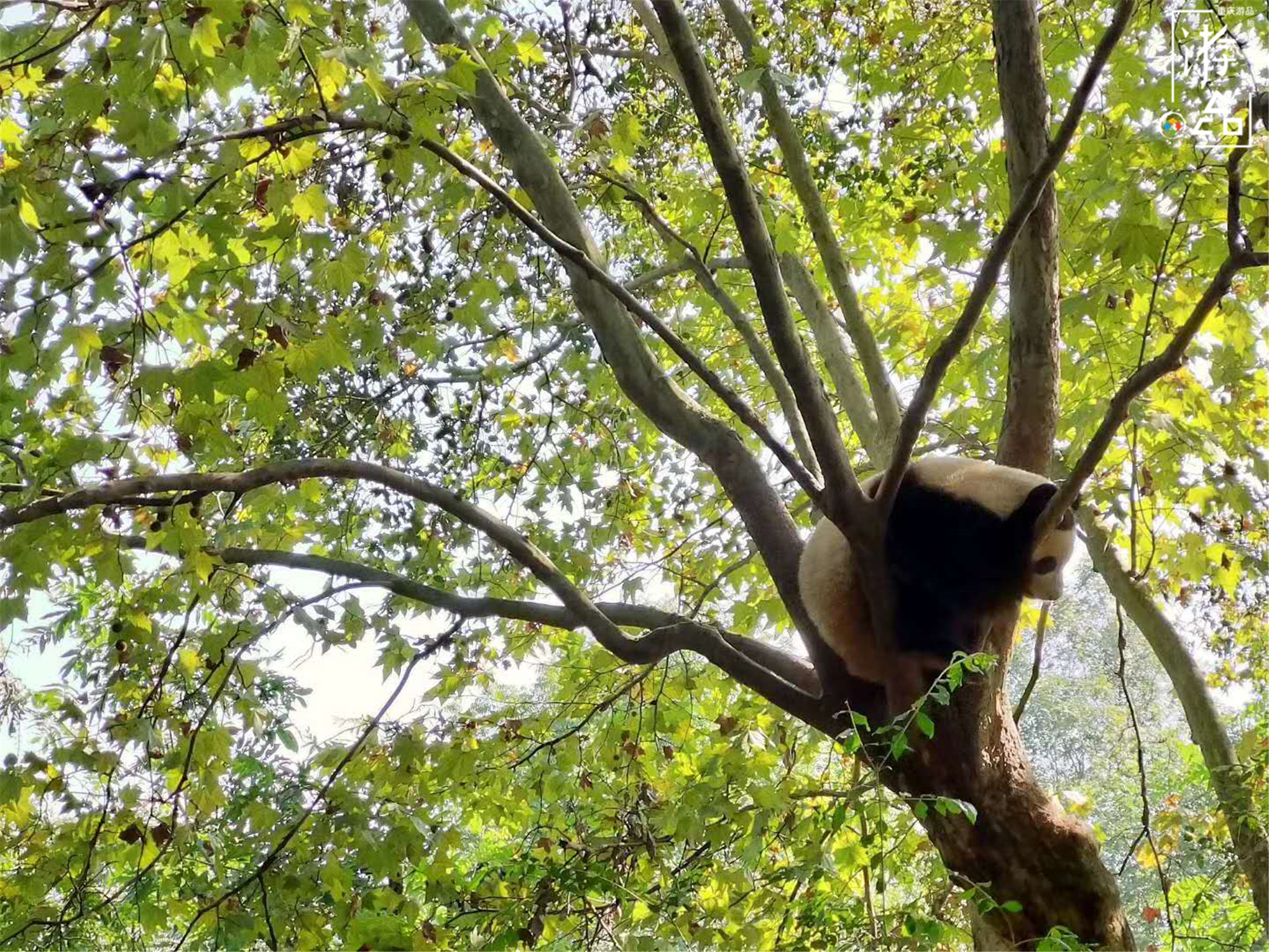 重庆就有大熊猫为何还要去成都看？数量更多规模更大，可爱爆表