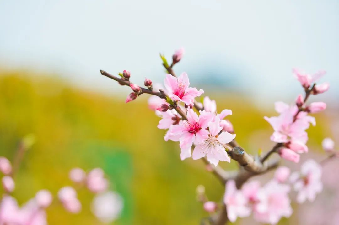 最美的花，开在唐诗宋词里，醉了整个春天-第2张图片-诗句网