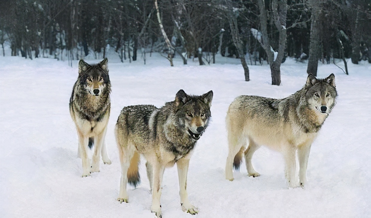 透过创业者兽性，看创业者苦乐，开启面对逆境的反脆弱力