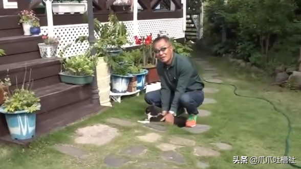 猫咪每日奔袭8公里，只为谈恋爱，谁说异地恋就没有好结局？