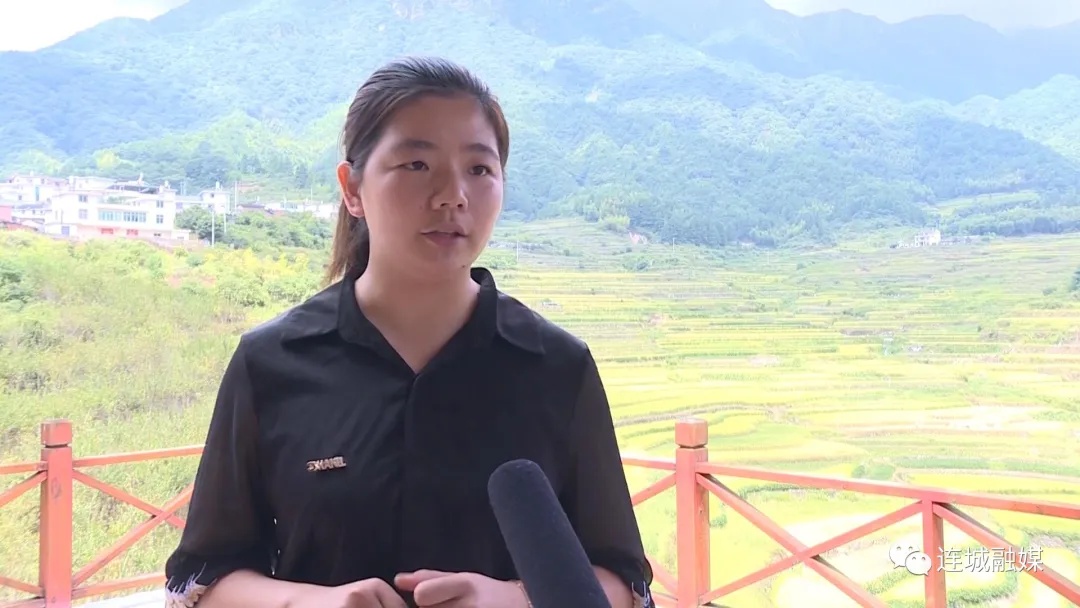 「全面推進鄉村振興」連城羅坊：千畝梯田美如畫 豐收在望谷滿倉