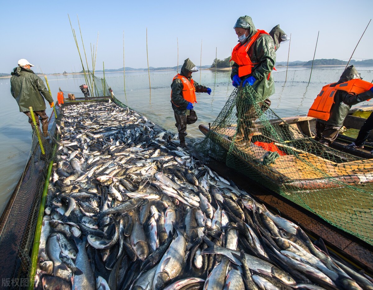 长江禁渔10年，估计仅能恢复3成，闸坝依然是“不治之症”？