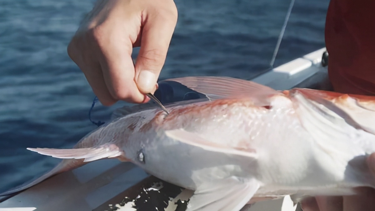 放生海魚，為什么要先在魚肚上戳個洞？不扎會怎么樣？