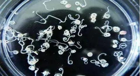 生吃鱼肉本身有风险没有绝对安全只有相对安全