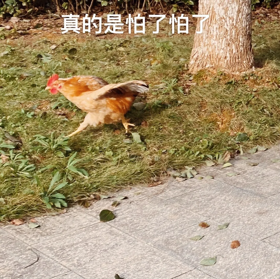 「庐山手工」上课、抢饭、熬夜、摘柿子这些经历你都在吗？