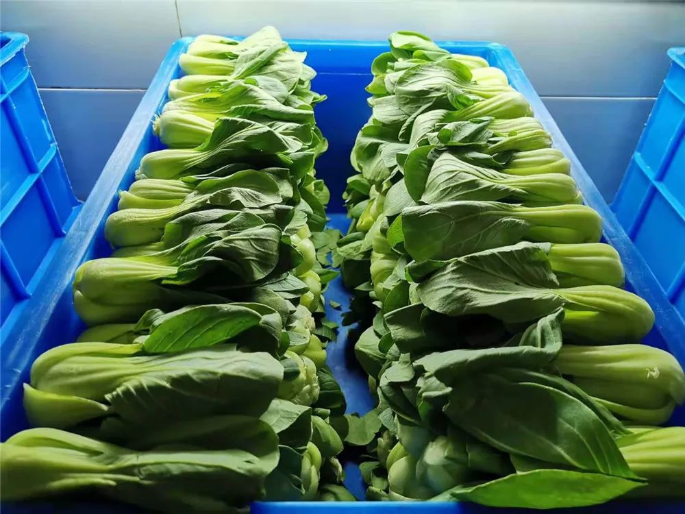 兵哥哥的炊事班里有多整齐？青菜辣椒就忍了，