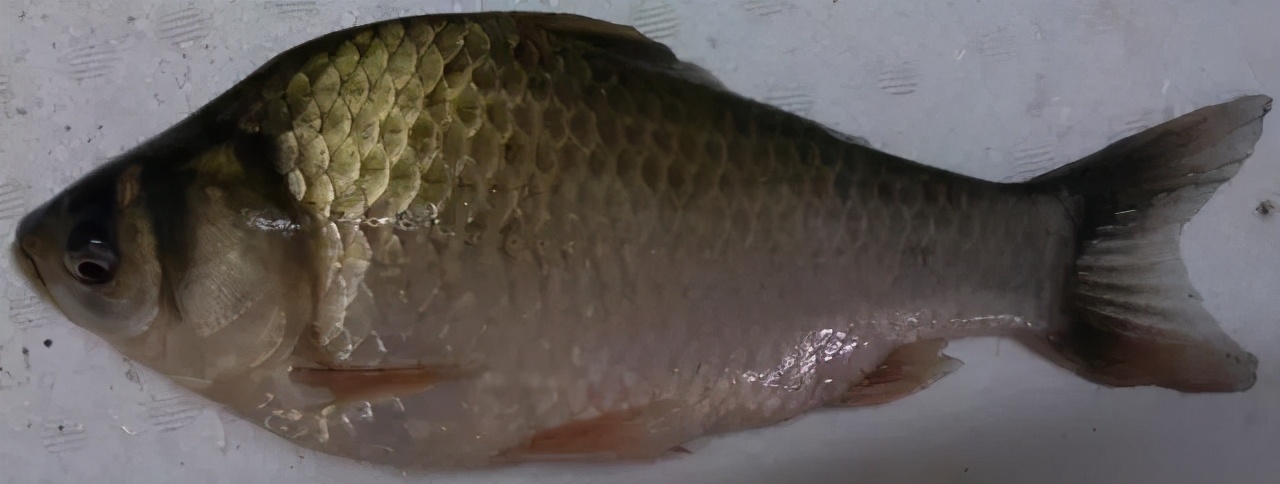 簡述鯽魚系列品種常見15個種類：比起畜禽來，鯽魚種類最繁且多