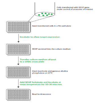 入门级！6种常见报告基因介绍——GFP、hGH和SEAP