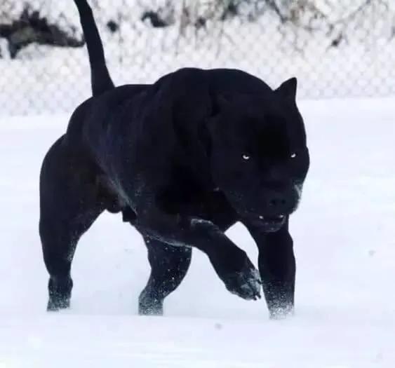 各国猛犬大全，建议收藏