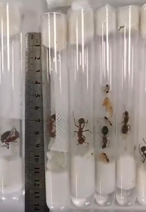 38隻毒螞蟻進入山東被查，毒性有多強？相似毒蟻15分鍾內可要人命