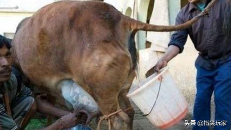 印度人既不吃猪肉，也不吃牛肉，看清他们桌上