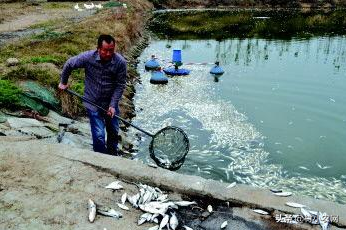 2021农村创业，干啥最赚钱？这5个农村致富项目值得大家尝试