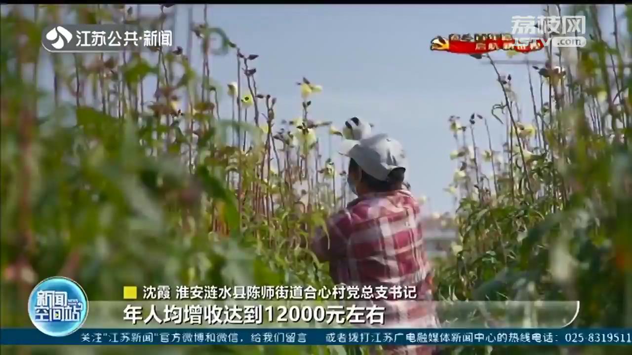 淮安涟水：药材种出小康路 美丽乡村提&ldquo;颜值&rdquo;