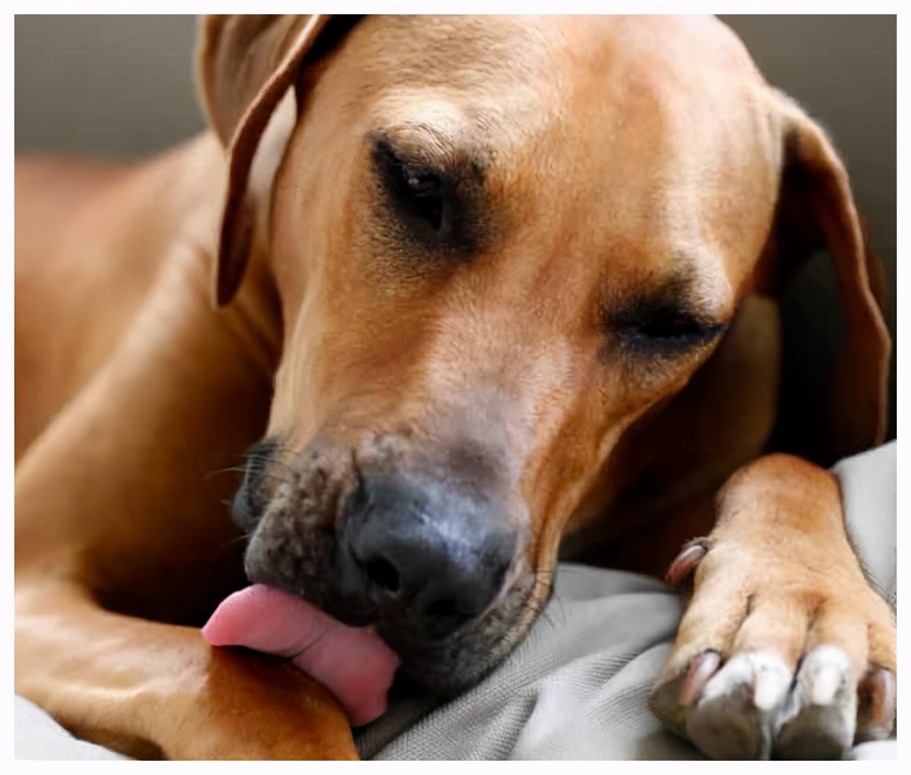 狗狗常见的9种“求救信号”，铲屎官都能看懂吗？