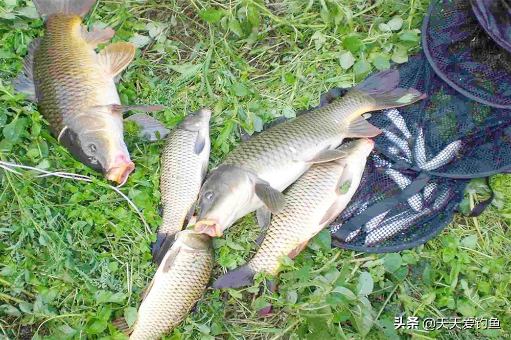 秋分前后钓鲤鱼，首选这几种天气，选对天气，坐等大鲤鱼排队上钩