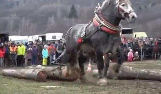 世界“萬馬之王”力氣有多大？體型堪比大象，5噸貨物隨便拉