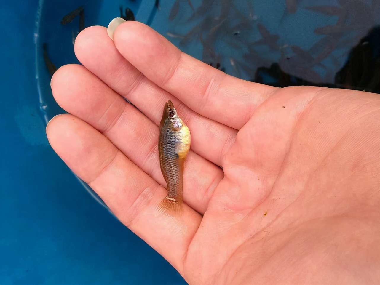 每天吃幾百只蚊子的食蚊魚，蘇聯(lián)為其立碑，卻成人類滅蚊史的烏龍