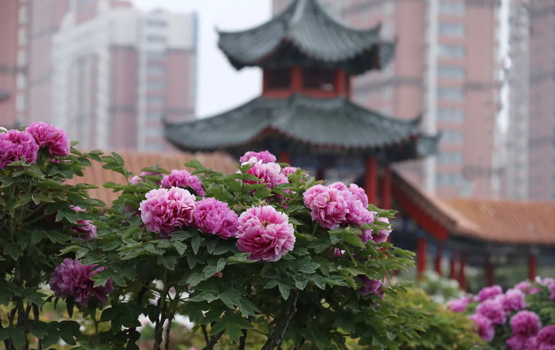 菏泽牡丹迎来最佳观赏期,给你美艳暴击