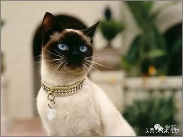 為什么暹羅貓會越長越黑？