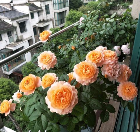 月季花上的花苞少的可憐 做好施肥三部曲 滿樹花苞回報你 花藝空間 Mdeditor