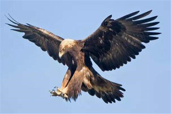 地球上10大猛禽，雕鸮攻击力超强，贼鸥号称空中强盗，你见过吗？