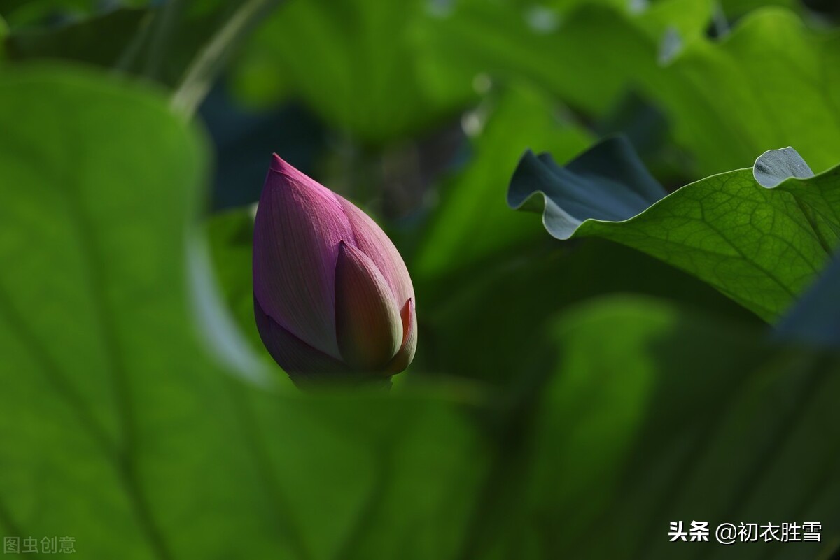 菡萏的意思荷花花苞叫菡萏赏读菡萏诗九首金针刺菡萏夜夜得见莲