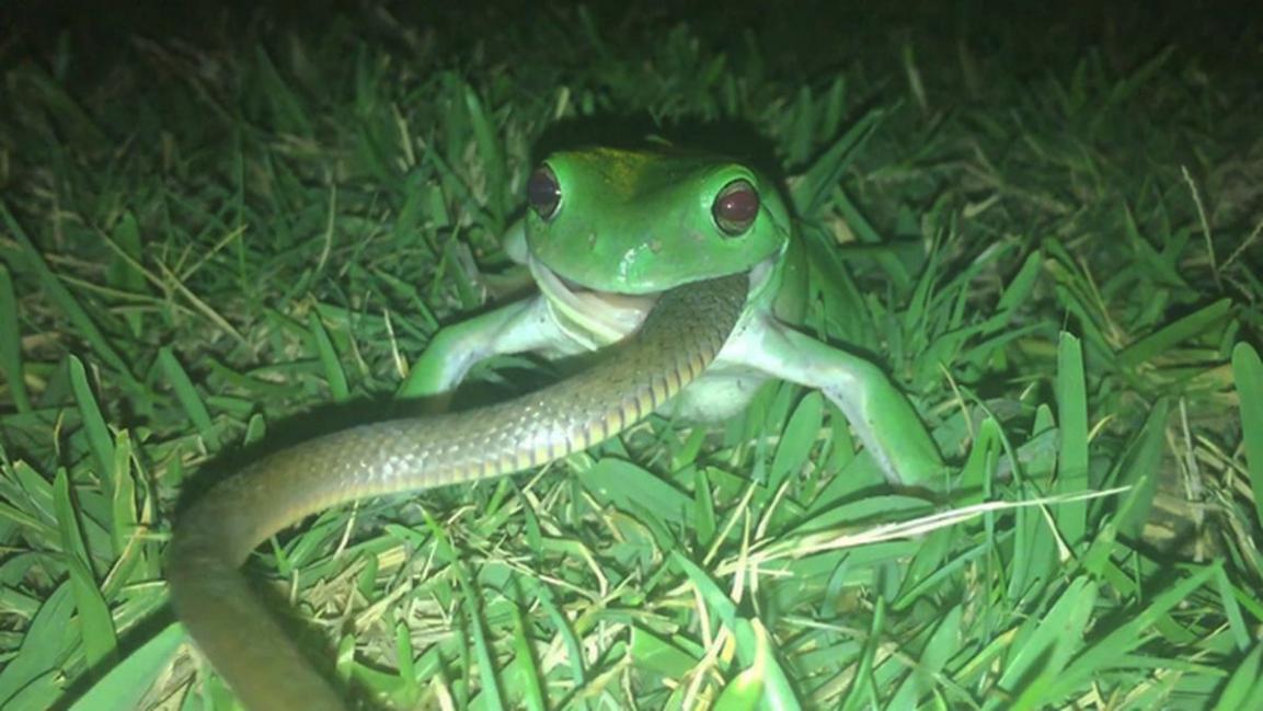 专吃毒蛇的青蛙，为什么它不怕中毒？
