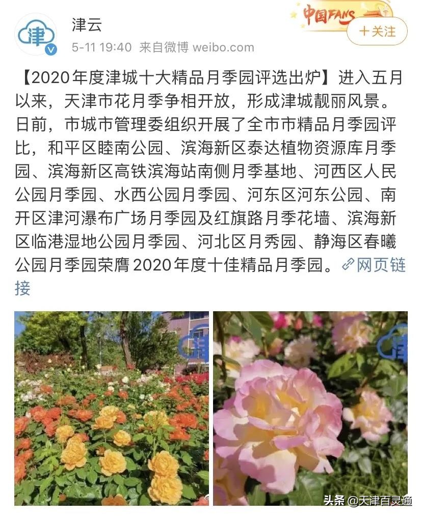 又是月季最美花期，来看看天津曾经的月季花小姐