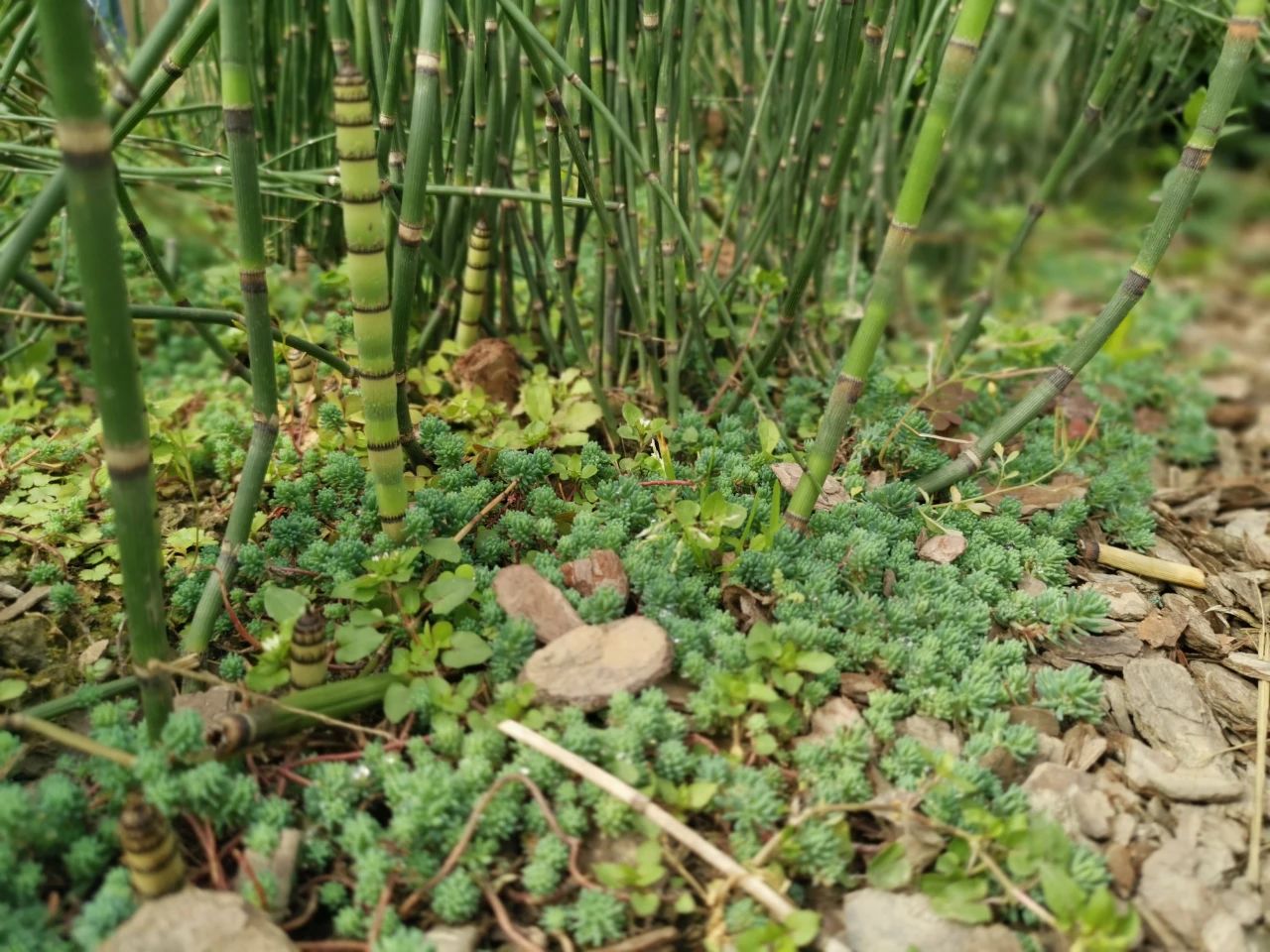 匍匐生长的6种多年生草本花卉 这些铺地植物耐养 观赏性好 养花交流 Mdeditor