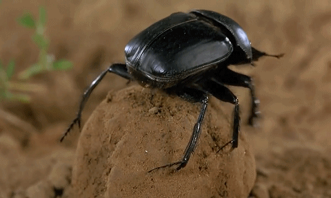 推粪球之前，屎壳郎为什么要跳舞？