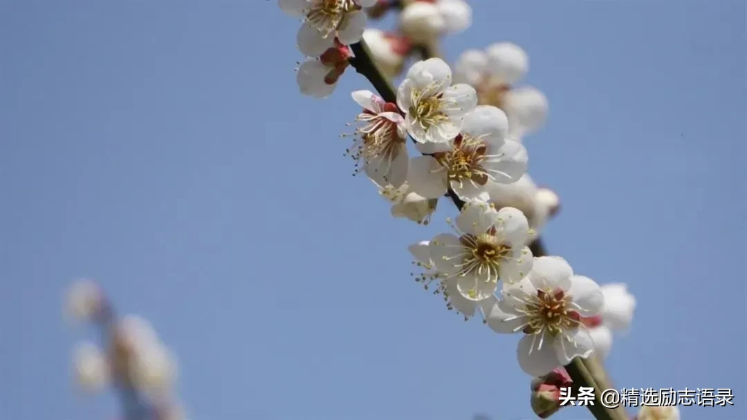 武汉的樱花，开了