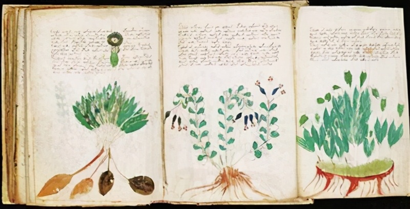 天書《伏尼契手稿》，至今無人能解，裏麵的圖太怪異了伏尼契