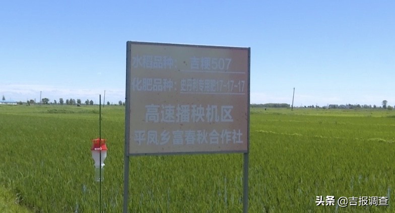 新型整地技术变废为宝，前郭县秸秆全量还田地块水稻长势喜人
