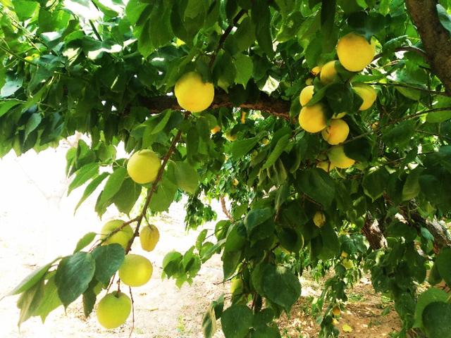 Ear is yellow, apricot ripe! United States of farm of ala of Luoyang big contain Kate apricot " apricot carry will raid "