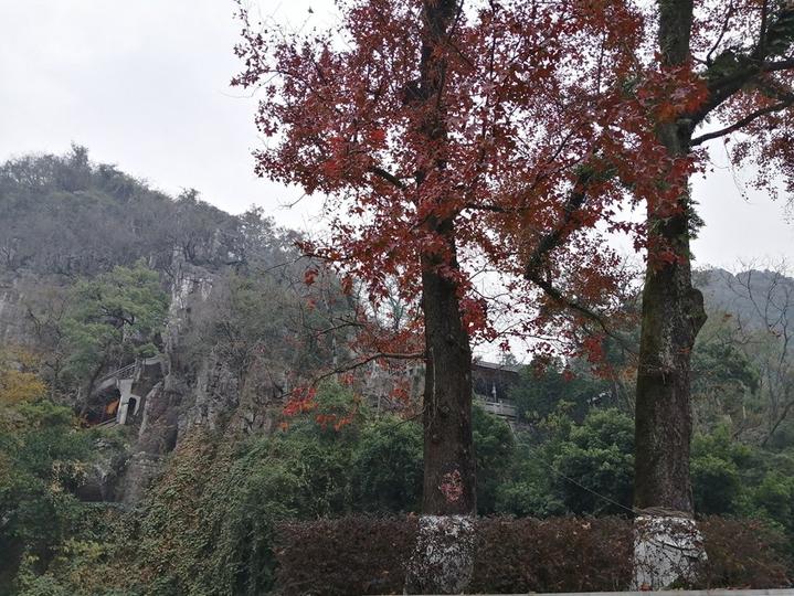 桂林300年古枫树红如火焰，绽放出红色力量，见证了烽火岁月